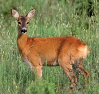 Capriolo bloccato tra le sbarre di una recinzione, salvato dai vigili del fuoco